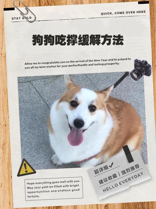 狗狗不消化怎么办,狗狗不消化的症状及治疗?-第4张图片-后鲨宠物 狗狗不消化怎么办,狗狗不消化的症状及治疗?-第4张图片-后鲨宠物