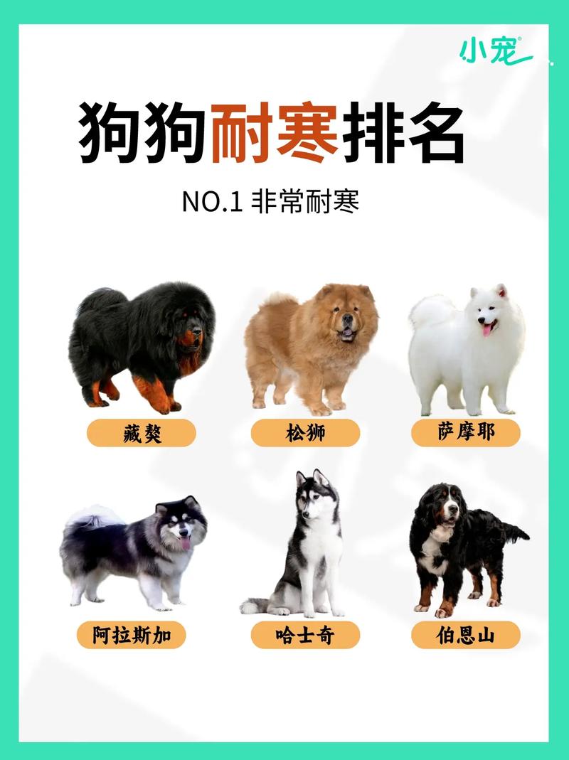 狗狗秋天怕冷吗_秋天狗狗会不会冷