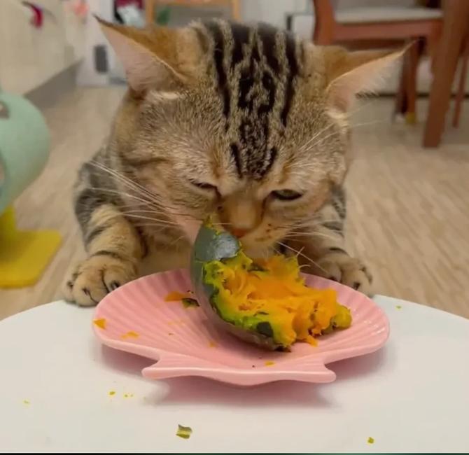 猫猫能吃南瓜吗_猫咪能吃南瓜吗?-第6张图片-后鲨宠物 猫猫能吃南瓜吗_猫咪能吃南瓜吗?-第6张图片-后鲨宠物