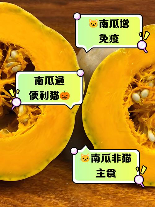 猫猫能吃南瓜吗_猫咪能吃南瓜吗?-第5张图片-后鲨宠物 猫猫能吃南瓜吗_猫咪能吃南瓜吗?-第5张图片-后鲨宠物