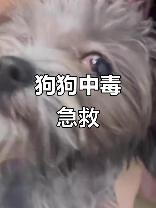  狗狗能吃白果吗，狗能吃白果么-第1张图片-后鲨宠物