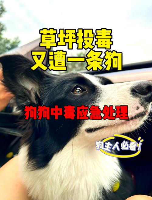  狗狗能吃白果吗，狗能吃白果么-第3张图片-后鲨宠物