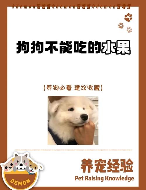  狗狗能吃白果吗，狗能吃白果么-第5张图片-后鲨宠物