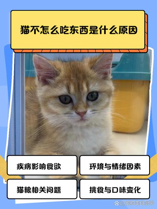 猫咪冬天吃的少_天冷猫咪吃的少-第4张图片-后鲨宠物 猫咪冬天吃的少_天冷猫咪吃的少-第4张图片-后鲨宠物