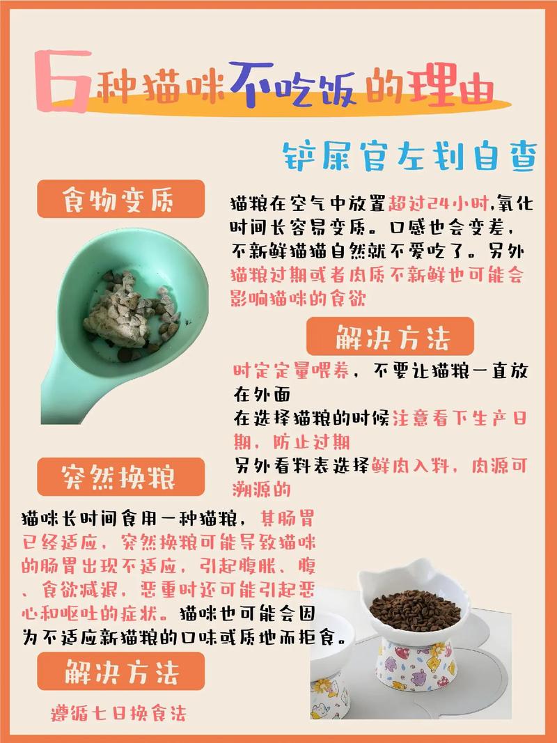 猫咪不吃东西无精打采_猫咪不吃饭无精打采-第3张图片-后鲨宠物 猫咪不吃东西无精打采_猫咪不吃饭无精打采-第3张图片-后鲨宠物
