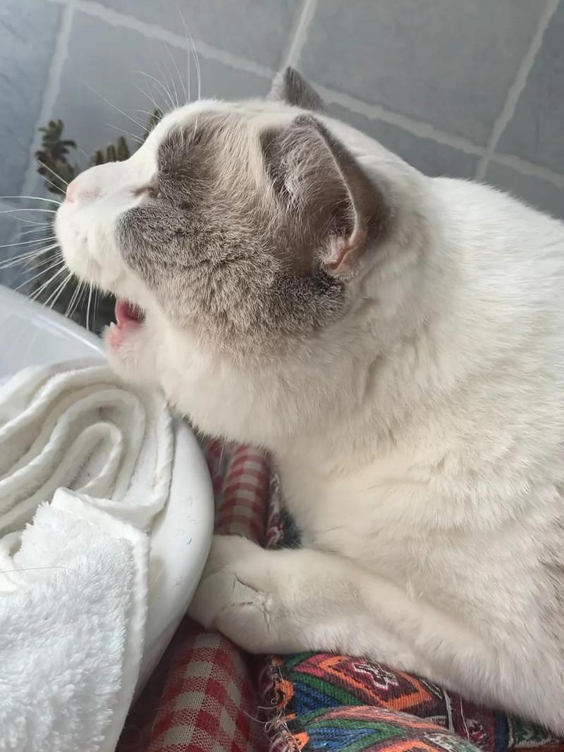 猫咪不吃东西无精打采_猫咪不吃饭无精打采-第5张图片-后鲨宠物 猫咪不吃东西无精打采_猫咪不吃饭无精打采-第5张图片-后鲨宠物