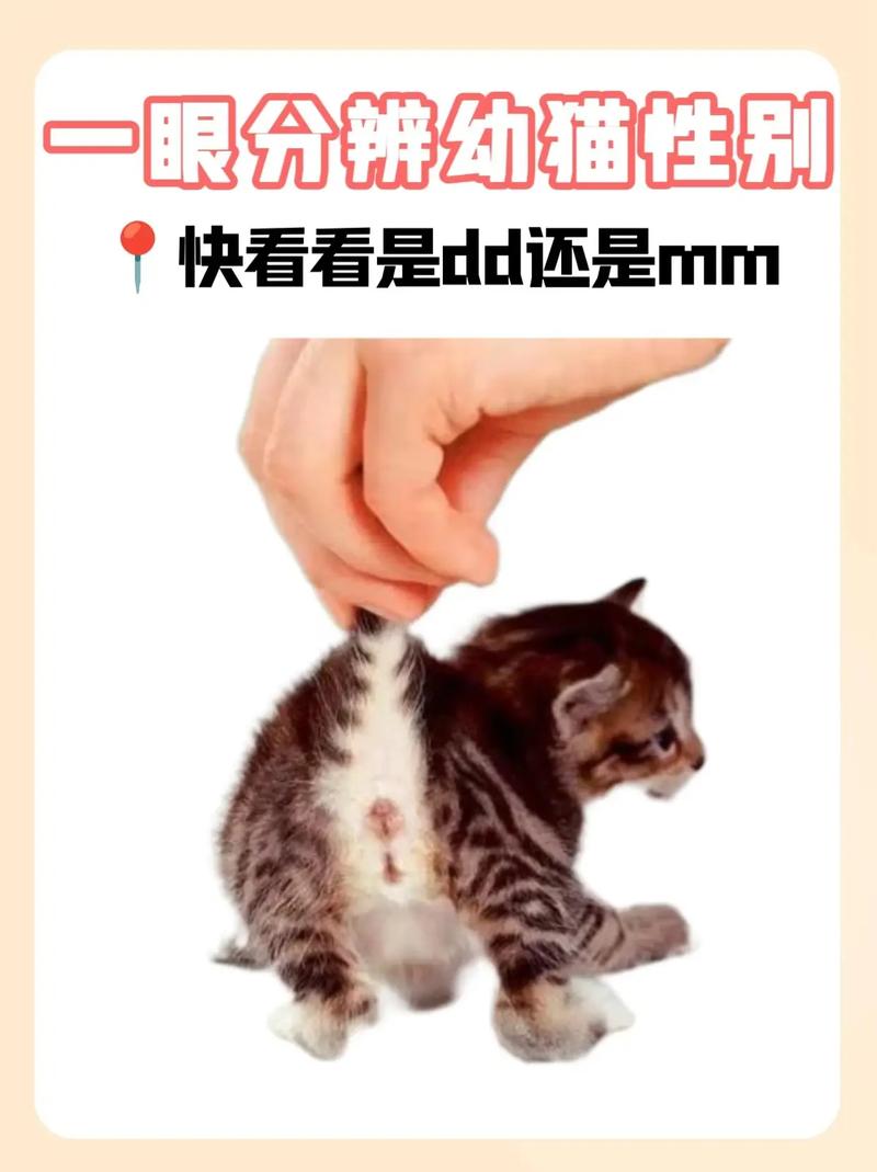 猫猫怎么看公母,怎么样看猫公母?-第4张图片-后鲨宠物 猫猫怎么看公母,怎么样看猫公母?-第4张图片-后鲨宠物