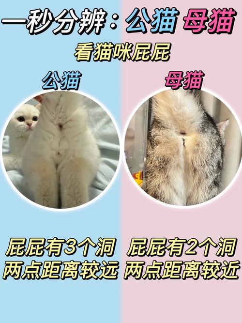 猫猫怎么看公母,怎么样看猫公母?-第6张图片-后鲨宠物 猫猫怎么看公母,怎么样看猫公母?-第6张图片-后鲨宠物