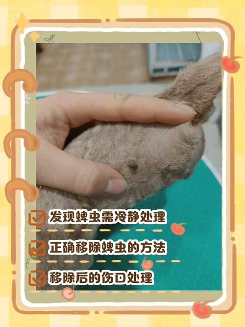 狗狗蜱虫怎么处理,狗身上有蜱虫还能养吗-第3张图片-后鲨宠物 狗狗蜱虫怎么处理,狗身上有蜱虫还能养吗-第3张图片-后鲨宠物