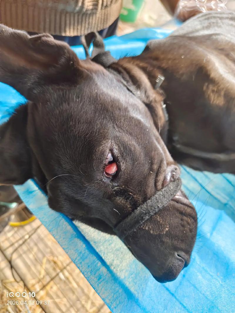 狗狗打麻药多少钱一针,小狗打麻药多少钱?-第5张图片-后鲨宠物 狗狗打麻药多少钱一针,小狗打麻药多少钱?-第5张图片-后鲨宠物