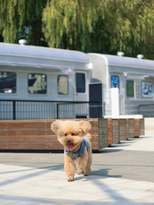 狗狗可以上火车吗，动车上可以带狗狗么？-第5张图片-后鲨宠物