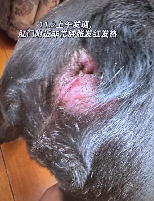  狗狗划伤肠道的表现，狗狗划伤肠道的表现是什么