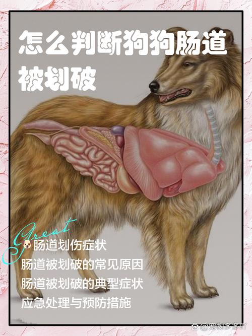  狗狗划伤肠道的表现，狗狗划伤肠道的表现是什么-第5张图片-后鲨宠物