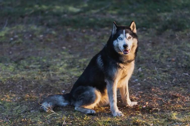 最大的狗狗是什么品种_最大的狗是啥-第2张图片-后鲨宠物