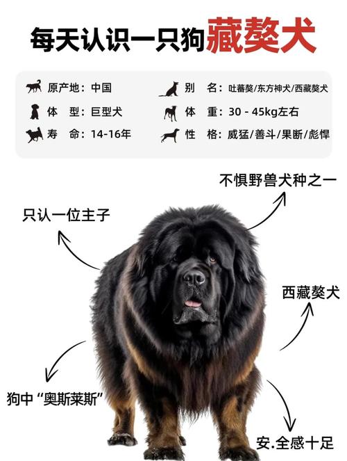 最大的狗狗是什么品种_最大的狗是啥-第3张图片-后鲨宠物