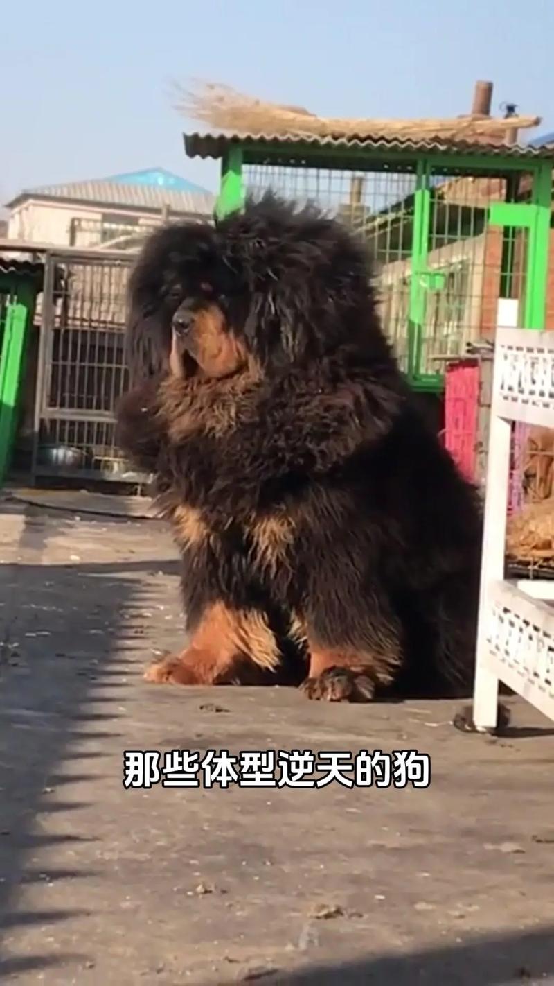 最大的狗狗是什么品种_最大的狗是啥-第4张图片-后鲨宠物