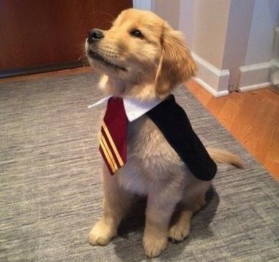 最大的狗狗是什么品种_最大的狗是啥-第6张图片-后鲨宠物