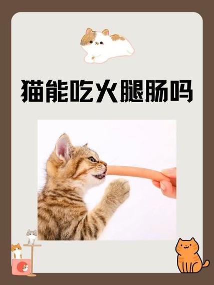 小猫咪可以吃火腿肠吗_猫可以吃火腿肠吗幼猫-第1张图片-后鲨宠物