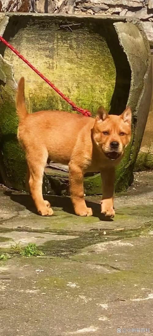 狗狗几个月长牙，狗狗几个月长大牙？