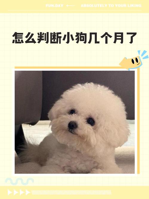 狗狗几个月长牙,狗狗几个月长大牙?-第5张图片-后鲨宠物 狗狗几个月长牙,狗狗几个月长大牙?-第5张图片-后鲨宠物