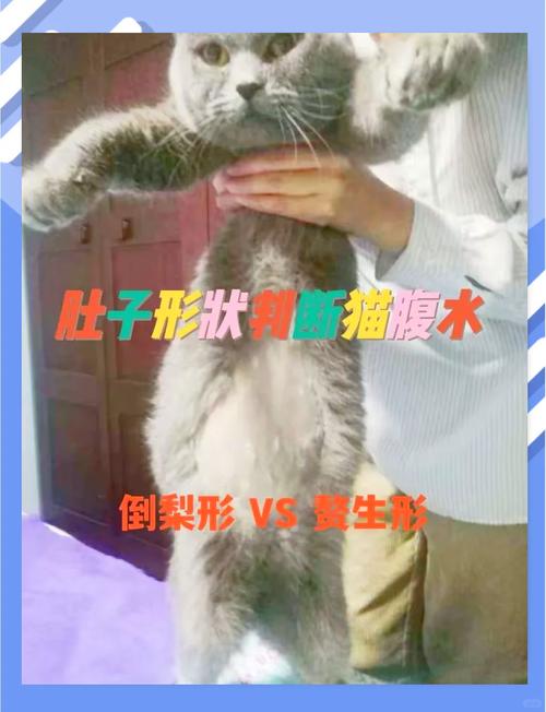  猫咪怀孕的表现，猫咪怀孕的表现症状
