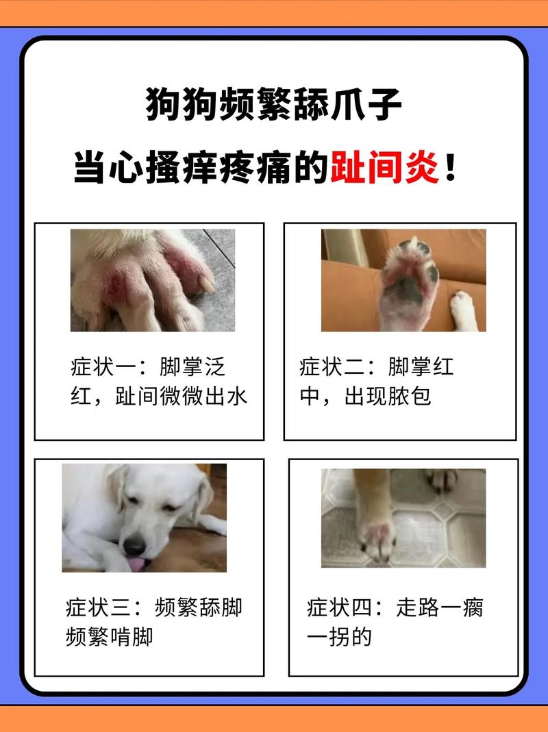 狗狗脚发炎了怎么办_狗狗脚发炎伤口发炎怎么办