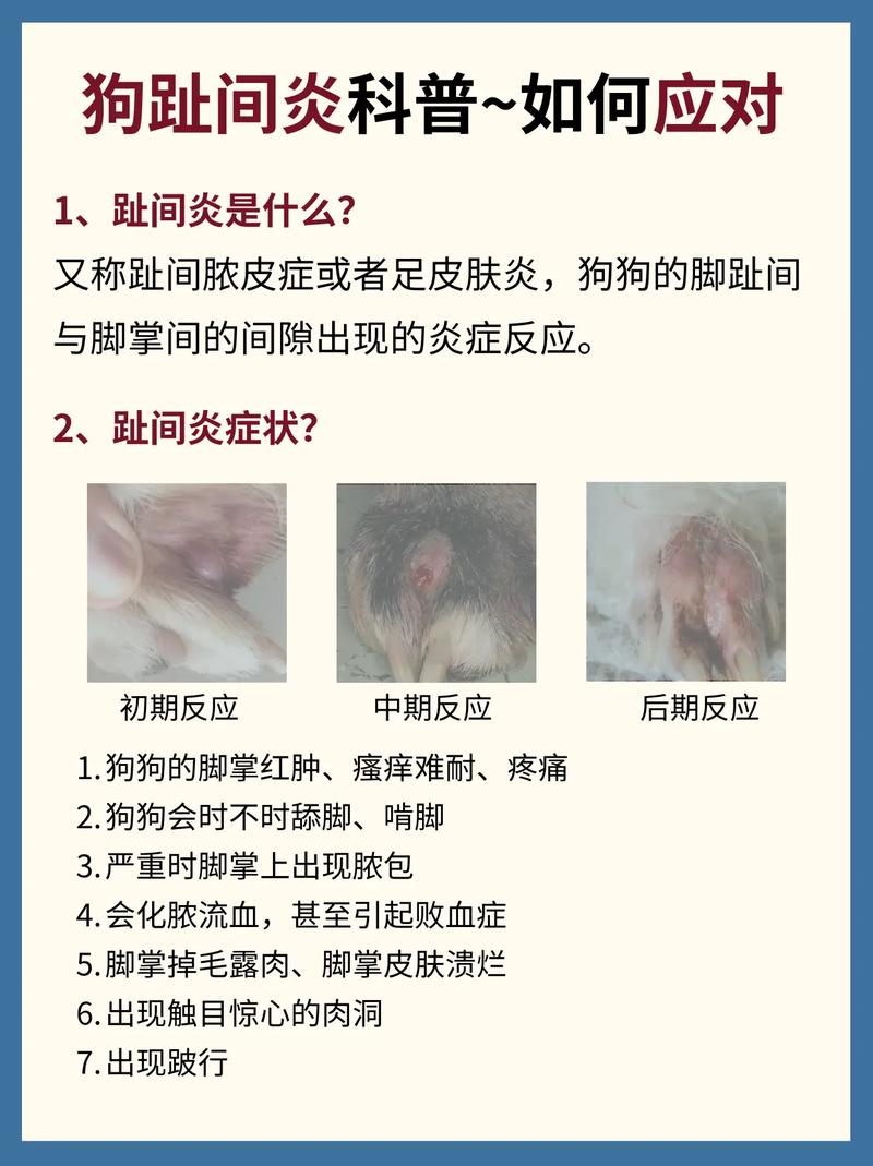 狗狗脚发炎了怎么办_狗狗脚发炎伤口发炎怎么办-第3张图片-后鲨宠物