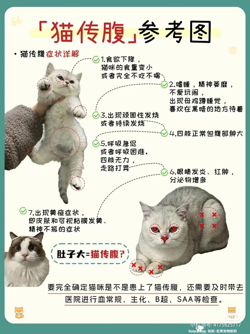 猫咪传腹是什么病,猫咪传腹是什么意思?-第1张图片-后鲨宠物 猫咪传腹是什么病,猫咪传腹是什么意思?-第1张图片-后鲨宠物