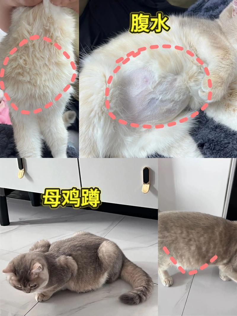 猫咪传腹是什么病,猫咪传腹是什么意思?-第4张图片-后鲨宠物 猫咪传腹是什么病,猫咪传腹是什么意思?-第4张图片-后鲨宠物