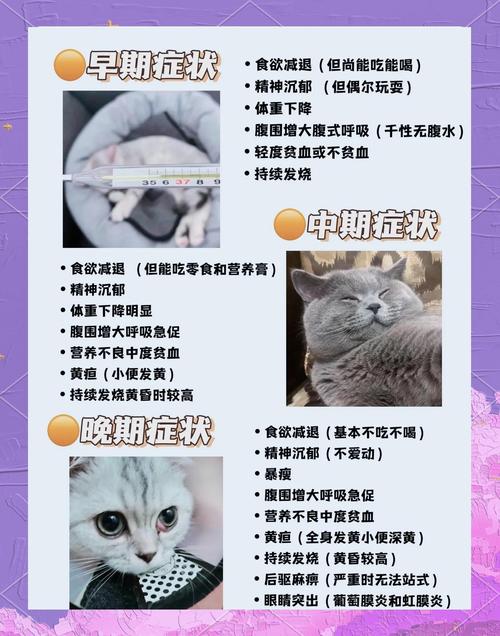 猫咪传腹是什么病,猫咪传腹是什么意思?-第5张图片-后鲨宠物 猫咪传腹是什么病,猫咪传腹是什么意思?-第5张图片-后鲨宠物