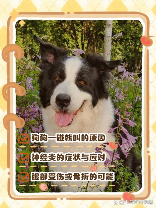 狗狗打疫苗有什么反应_狗狗打疫苗什么反应正常