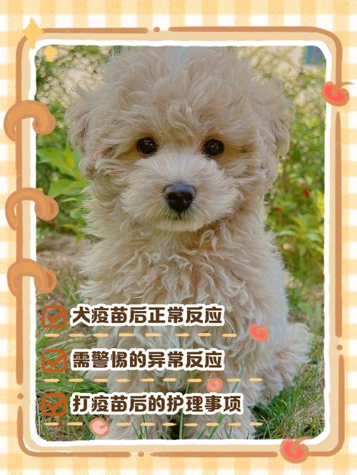 狗狗打疫苗有什么反应_狗狗打疫苗什么反应正常-第3张图片-后鲨宠物
