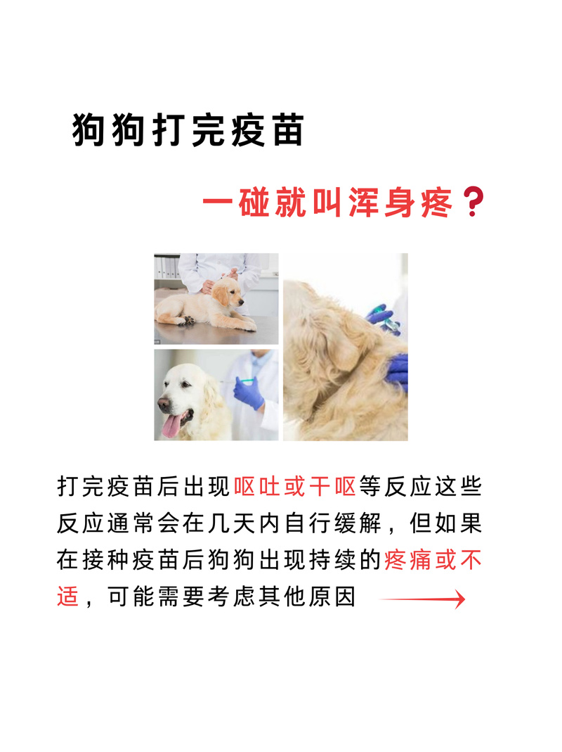 狗狗打疫苗有什么反应_狗狗打疫苗什么反应正常-第4张图片-后鲨宠物