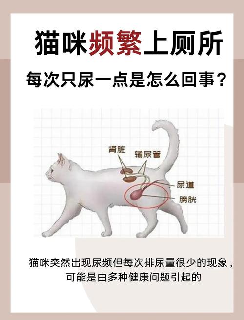猫咪频繁上厕所,猫频繁去猫砂盆要警惕?-第4张图片-后鲨宠物 猫咪频繁上厕所,猫频繁去猫砂盆要警惕?-第4张图片-后鲨宠物