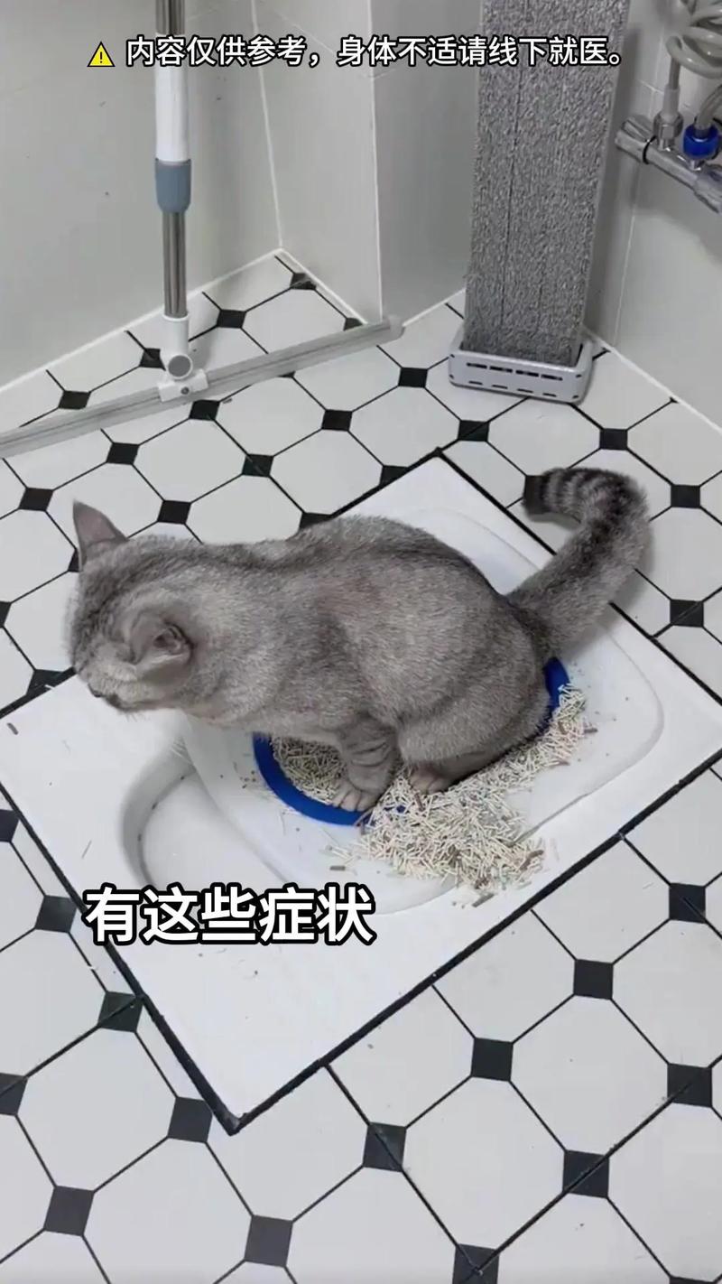 猫咪频繁上厕所,猫频繁去猫砂盆要警惕?-第5张图片-后鲨宠物 猫咪频繁上厕所,猫频繁去猫砂盆要警惕?-第5张图片-后鲨宠物