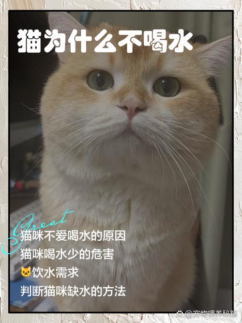 猫咪为什么不喜欢水,猫为啥不喜欢水-第6张图片-后鲨宠物 猫咪为什么不喜欢水,猫为啥不喜欢水-第6张图片-后鲨宠物