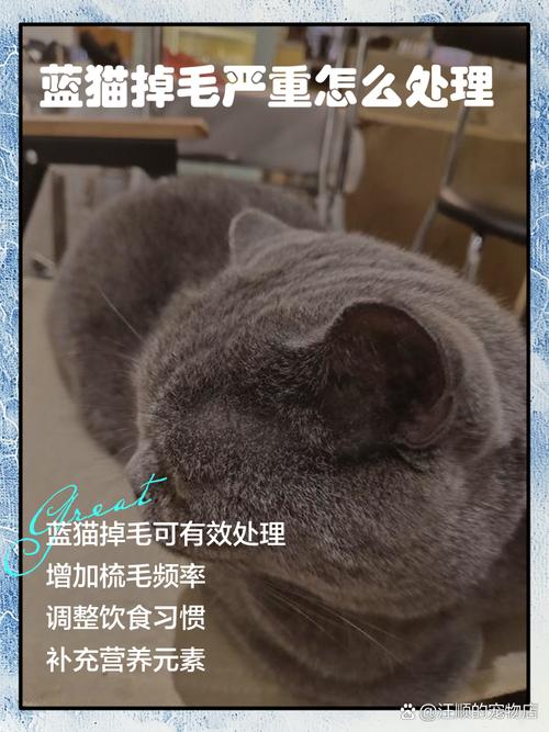 小猫咪掉毛怎么办_小猫掉毛该怎么办-第2张图片-后鲨宠物 小猫咪掉毛怎么办_小猫掉毛该怎么办-第2张图片-后鲨宠物