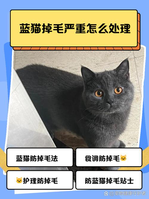 小猫咪掉毛怎么办_小猫掉毛该怎么办-第4张图片-后鲨宠物 小猫咪掉毛怎么办_小猫掉毛该怎么办-第4张图片-后鲨宠物