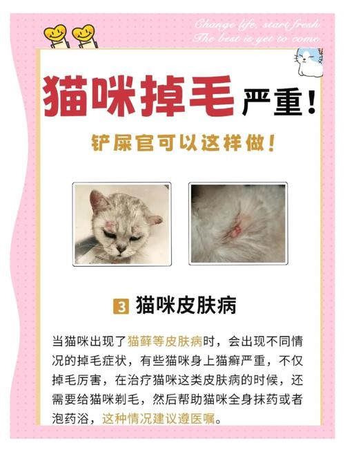 小猫咪掉毛怎么办_小猫掉毛该怎么办-第5张图片-后鲨宠物 小猫咪掉毛怎么办_小猫掉毛该怎么办-第5张图片-后鲨宠物