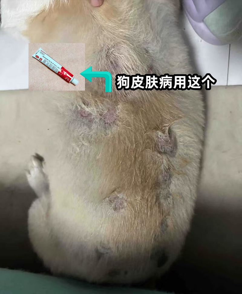 狗狗蹭破皮了怎么办,狗狗蹭破皮了怎么办用什么药-第4张图片-后鲨宠物 狗狗蹭破皮了怎么办,狗狗蹭破皮了怎么办用什么药-第4张图片-后鲨宠物