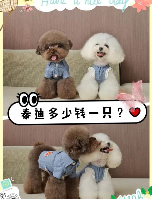 泰迪狗狗多少钱_泰迪狗多少钱一只幼崽出售-第3张图片-后鲨宠物 泰迪狗狗多少钱_泰迪狗多少钱一只幼崽出售-第3张图片-后鲨宠物