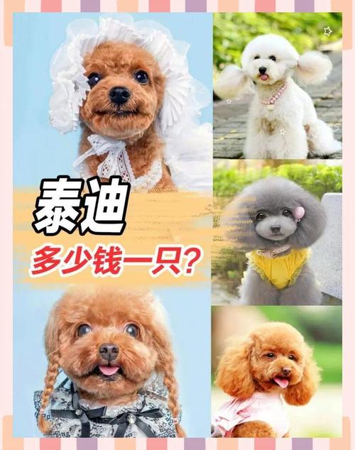 泰迪狗狗多少钱_泰迪狗多少钱一只幼崽出售-第5张图片-后鲨宠物 泰迪狗狗多少钱_泰迪狗多少钱一只幼崽出售-第5张图片-后鲨宠物