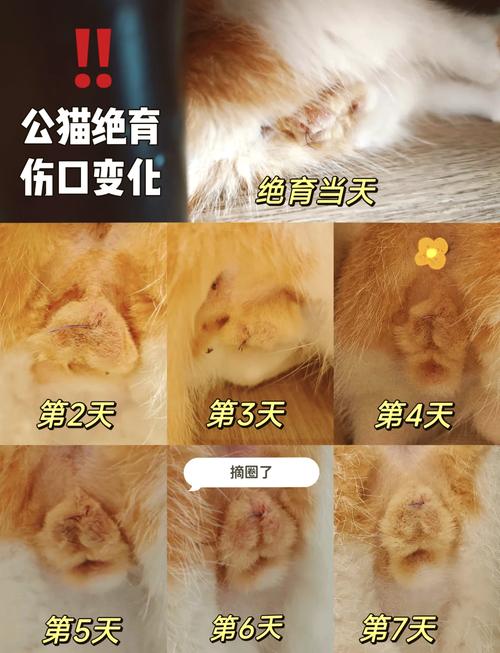 绝育手术猫咪多少钱,猫咪绝育花费-第2张图片-后鲨宠物 绝育手术猫咪多少钱,猫咪绝育花费-第2张图片-后鲨宠物