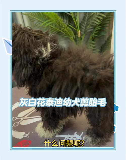 狗狗的胎毛一定要剃吗，狗狗胎毛剃光还是留一点好？