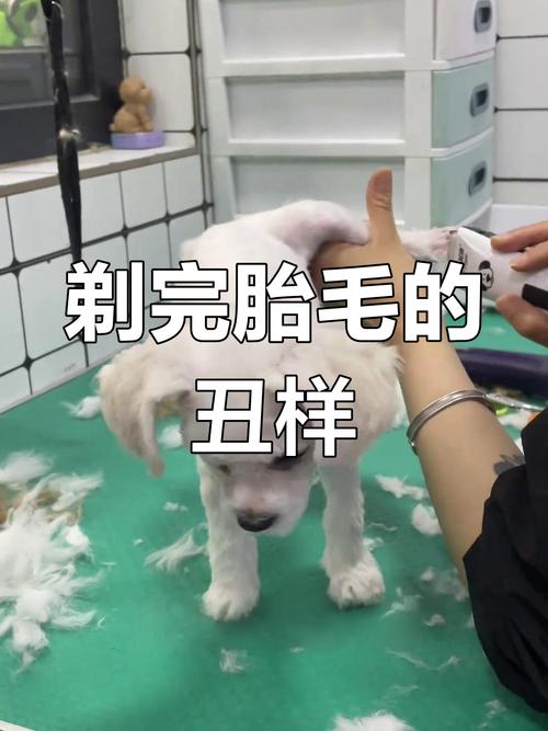 狗狗的胎毛一定要剃吗,狗狗胎毛剃光还是留一点好?-第2张图片-后鲨宠物 狗狗的胎毛一定要剃吗,狗狗胎毛剃光还是留一点好?-第2张图片-后鲨宠物