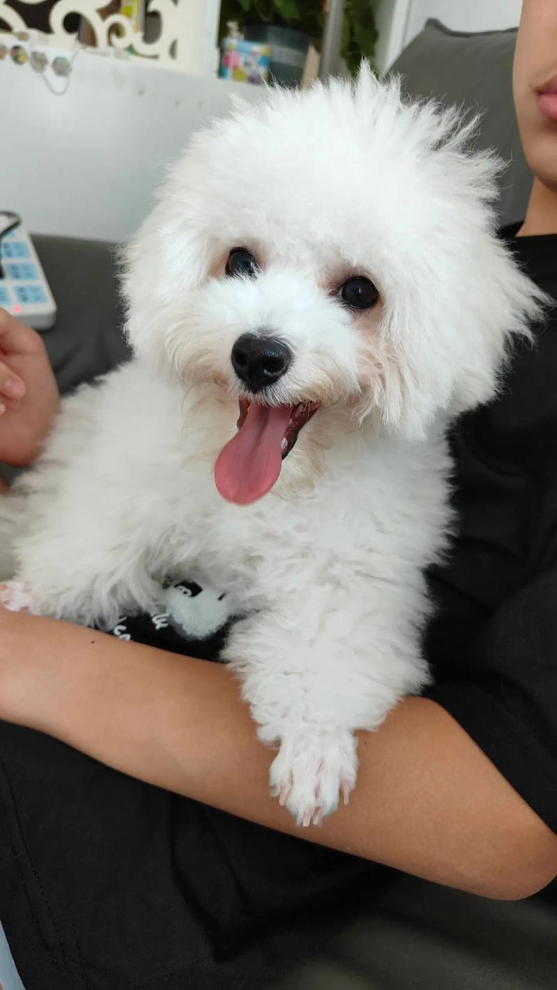 狗狗的胎毛一定要剃吗,狗狗胎毛剃光还是留一点好?-第4张图片-后鲨宠物 狗狗的胎毛一定要剃吗,狗狗胎毛剃光还是留一点好?-第4张图片-后鲨宠物