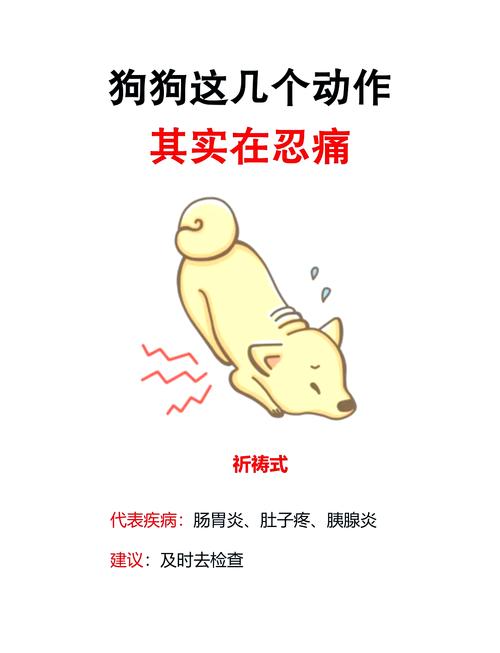 狗狗腹痛的表现，狗狗腹痛祈祷状？