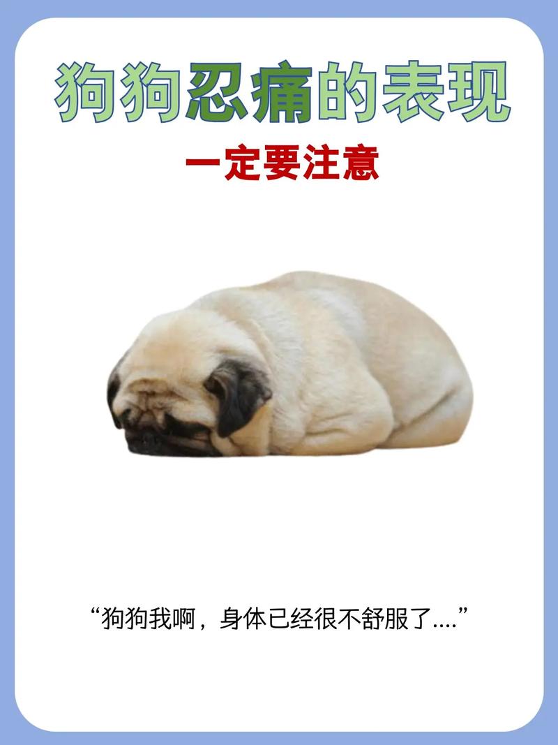 狗狗腹痛的表现,狗狗腹痛祈祷状?-第3张图片-后鲨宠物 狗狗腹痛的表现,狗狗腹痛祈祷状?-第3张图片-后鲨宠物