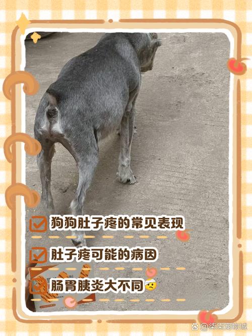 狗狗腹痛的表现,狗狗腹痛祈祷状?-第4张图片-后鲨宠物 狗狗腹痛的表现,狗狗腹痛祈祷状?-第4张图片-后鲨宠物