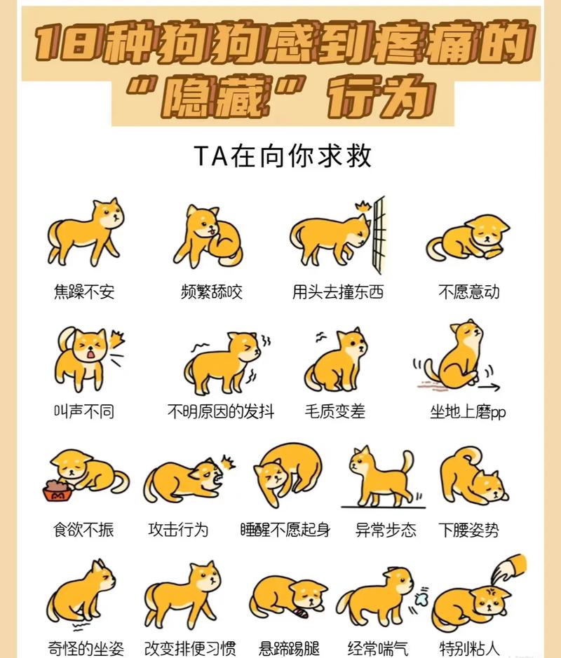 狗狗腹痛的表现,狗狗腹痛祈祷状?-第5张图片-后鲨宠物 狗狗腹痛的表现,狗狗腹痛祈祷状?-第5张图片-后鲨宠物